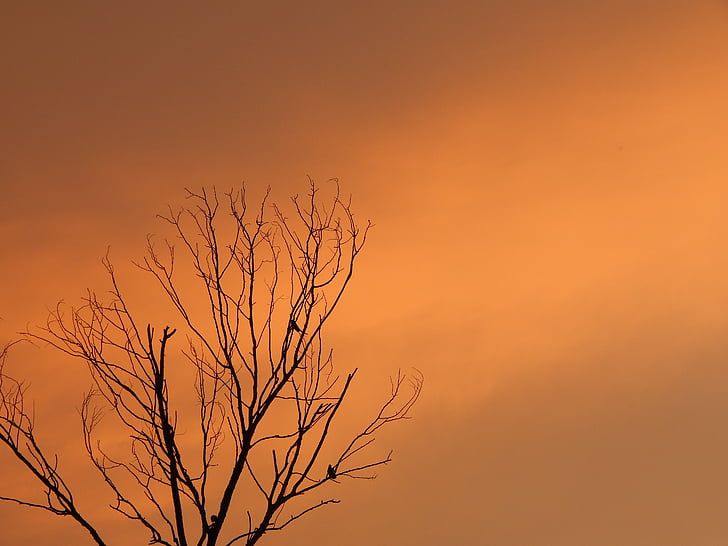 sunset, death tree, birds on tree