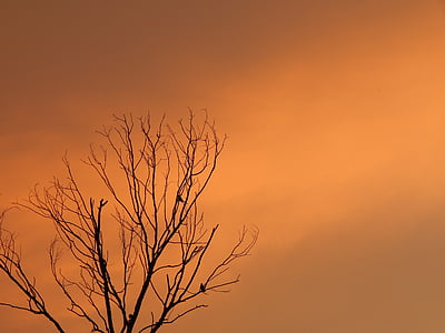 puesta de sol, árbol de la muerte, aves en árbol