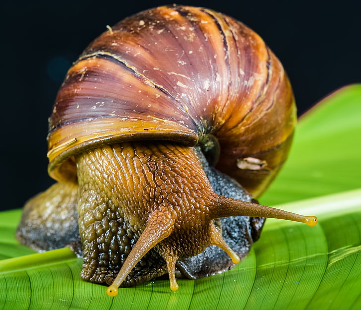 snail, slimy, land snail, reptiles, mollusk, animal, nature