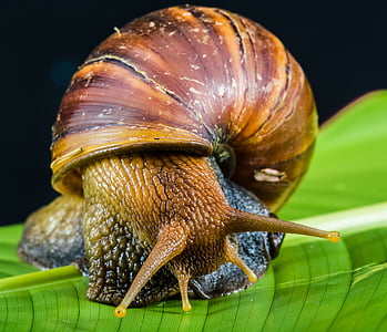 snail, slimy, land snail, reptiles, mollusk, animal, nature
