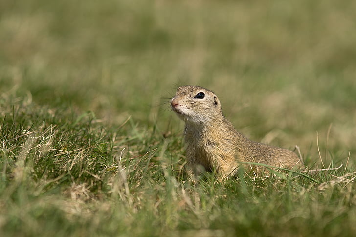 Gopher, nature, animal, cheveux, Meadow, printemps, animaux
