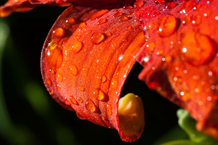denivka, Hemerocallis, den lily rostliny, květ, závod, Příroda, dešťová kapka