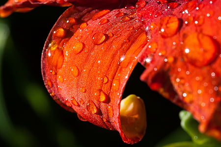 jedną z odmian dalii, hemerocallis, Liliowiec roślin, kwiat, roślina, Natura, kropla deszczu