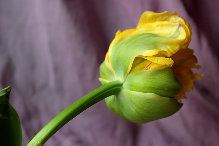 Tulpe, gelb, Frühling, Blume