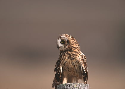 short eared owl, bird, portrait, sitting, wildlife, predator, nature