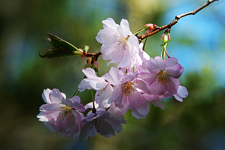 flor de primavera, árvore, natureza, -de-rosa, flor de maçã, filial, pétala