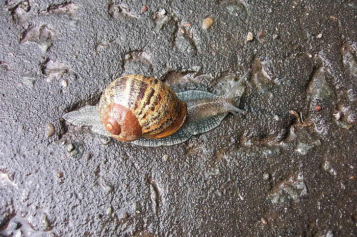 slug, slow, animal, nature, snail, shell, brown