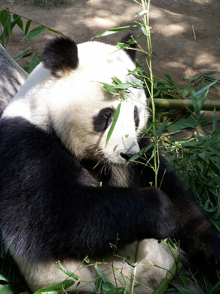 Panda, Zoo, San diego zoo, hotade, djur, Björn, Kina