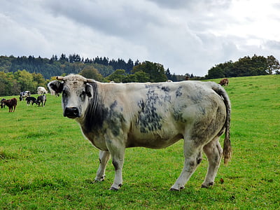 con bò, động vật, đồng cỏ, động vật có vú, cỏ
