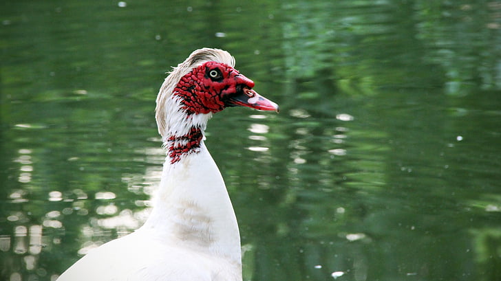 muscovy ducks, duck, bird, pond, fauna