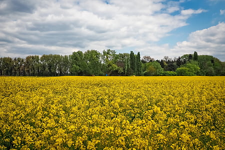 landscape, field of rapeseeds, oilseed rape, yellow, rape blossom, nature, field