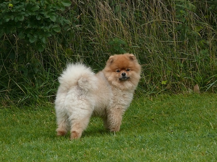 Dwarf spitz, Pomeranian, hund, pekade, liten hund, Pom pom, Race
