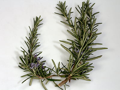 branch, rosemary, blossom, bloom, spices, blue, kitchen herb