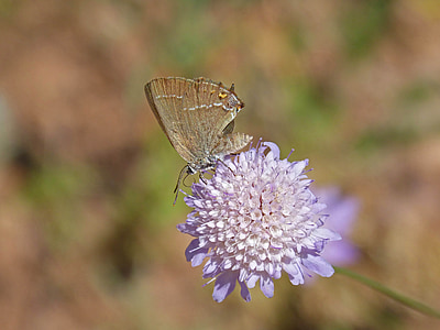 satyrium esculi, wild flower, libar, marroneta of l alzina