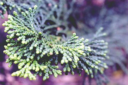 Cypress, chi nhánh, Cypress branch, Cypress dưới kính, cây, mùa hè, đóng
