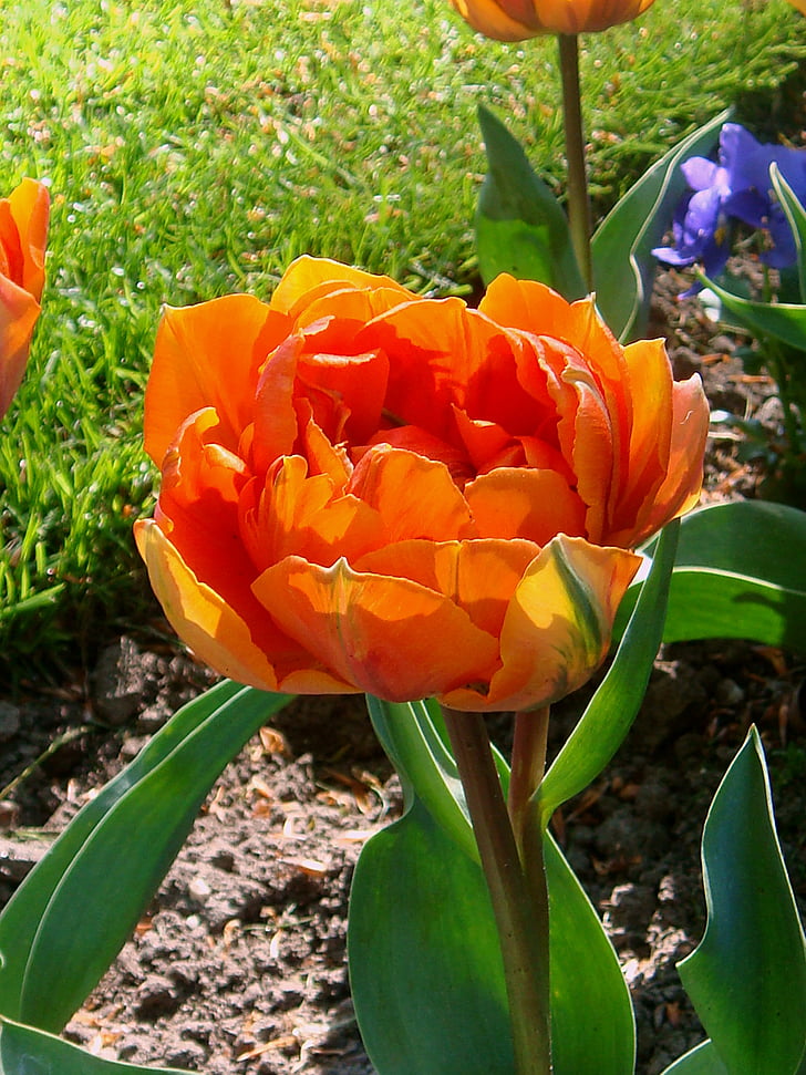 Oranje tulp, flor de naranja, tulipanes, Países Bajos, primavera, floración, Países Bajos de bulbo