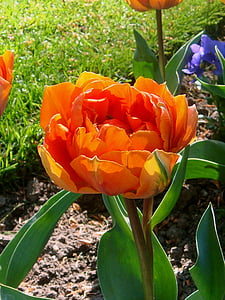 oranje tulp, orange flower, tulips, netherlands, spring, bloom, bulb netherlands