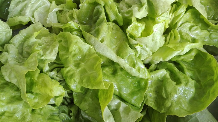 food, lettuce, salad, green