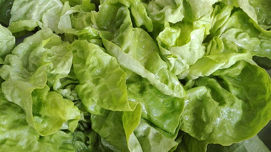 jídlo, hlávkový salát, salát, zelená