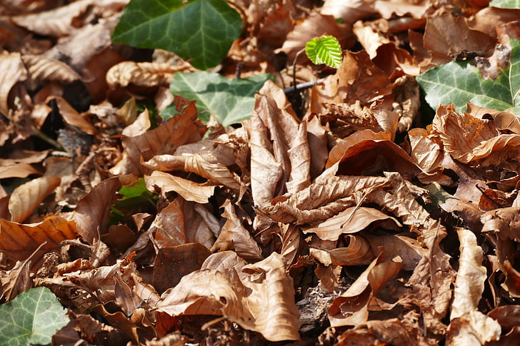 forår, blade, natur, tør, skovbunden, brun
