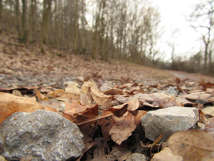 skovstien, sten, skov, efterår, blade, Trail