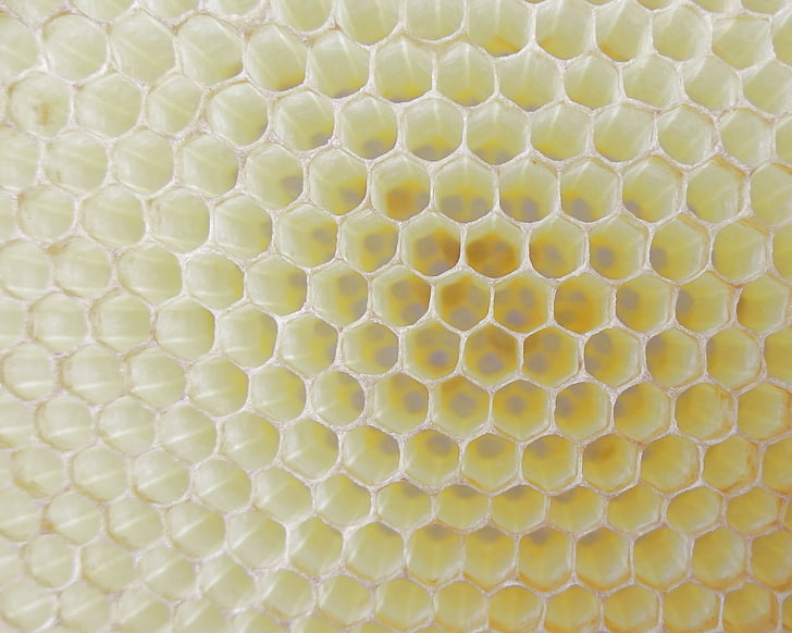 honeycomb, work bee, cell, honey, beeswax, hexagon, bee