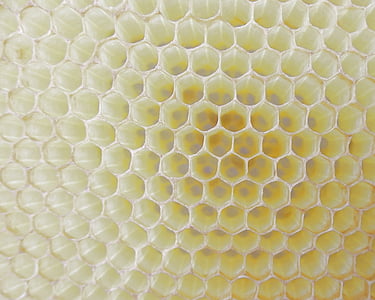 včelí plást, Práca včiel, bunky, med, včelí vosk, šesťuholník, Bee