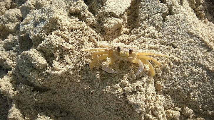 crab, shellfish, curious, sand, beach, white, sea