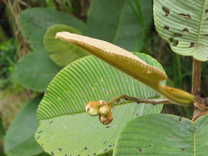 plant, leaf, exotic, tropical, tropical cockroach, flora, nature