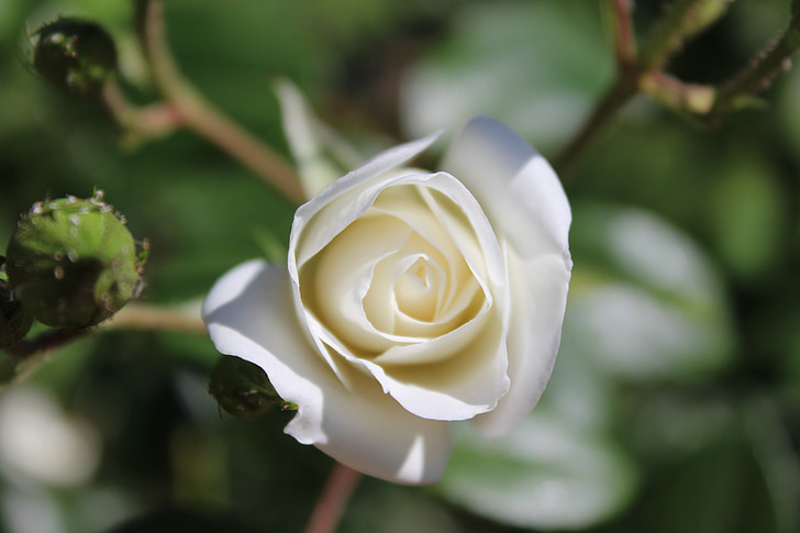 blanc, Rose, Closeup, nature, jardin, Parc