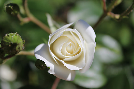 bijeli, ruža, krupne, priroda, vrt, parka