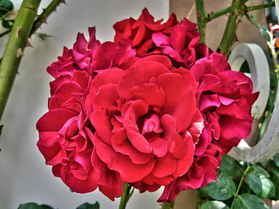 rosa, fiore, natura, rosa rossa, Bloom, fiori, Flora