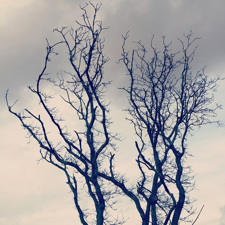arbre, tardor, temps de l'any, branques, Corona