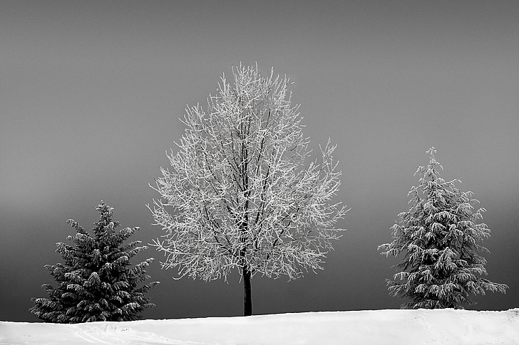 arbres, l'hivern, fred, neu, hivernal, cobert de neu, paisatge