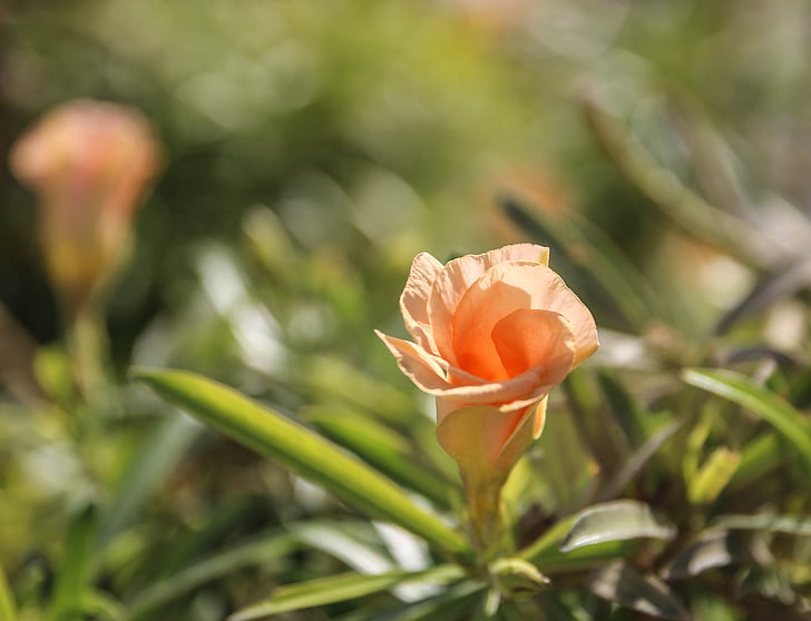 květ, závod, botanika, růže, květ, Bloom, zelená