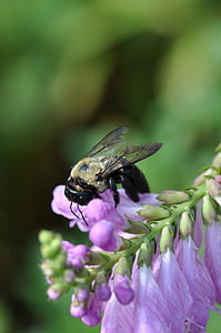 violeta, abella, flor, insecte, natura, animal, macro