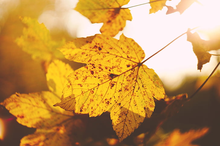 close, photo, maple, leaves, leaf, autumn, fall