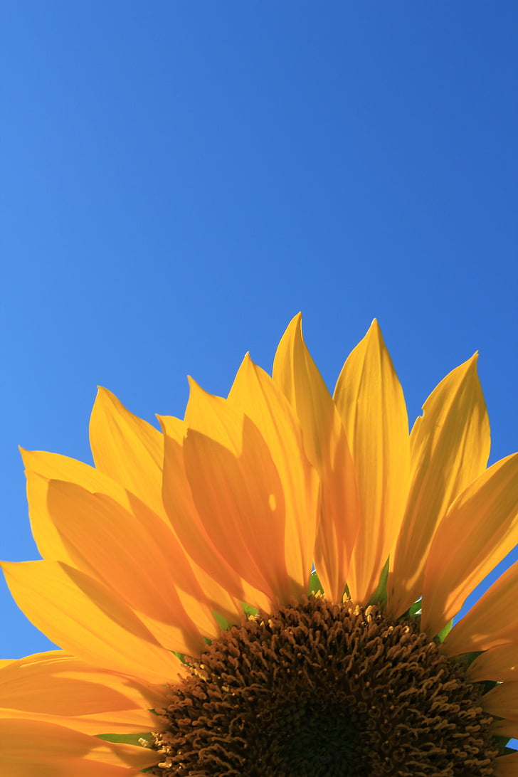 bunga matahari, biru, langit, bunga, Blossom, musim panas, mekar