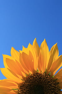 sunflower, blue, sky, flower, blossom, summer, bloom