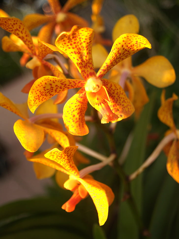 orchid, flower, bright, violet, flora, growth, decoration