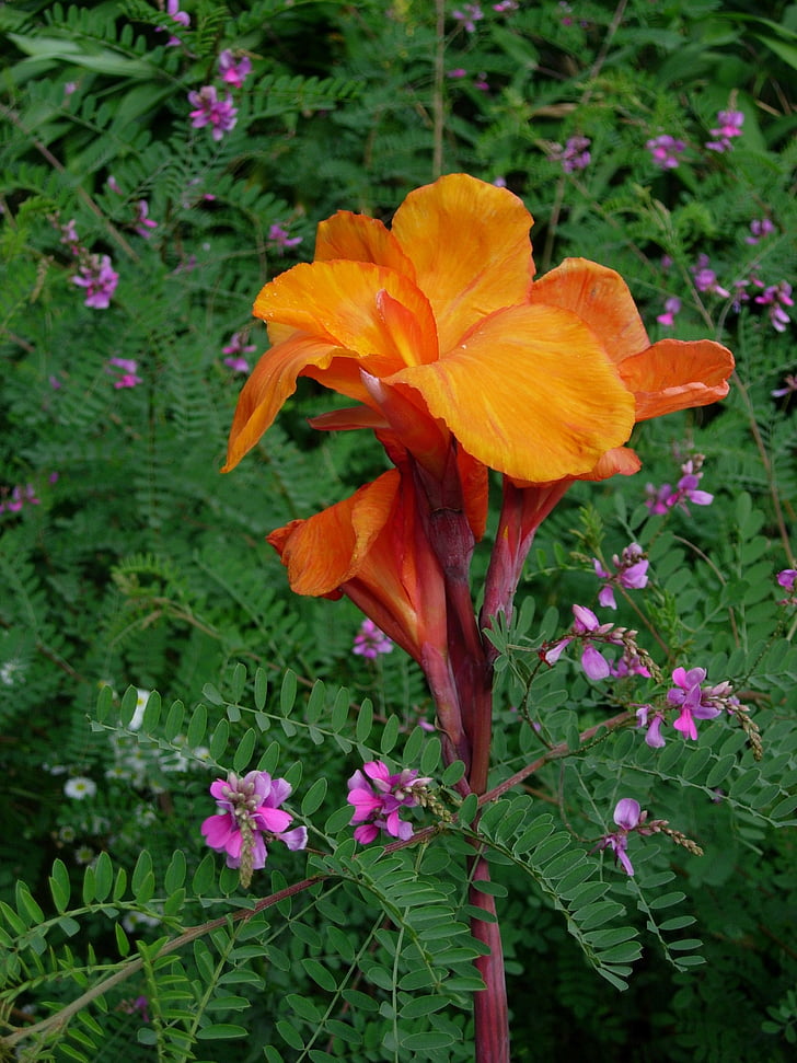 tub de flor indi, CANNA indica, flor, flor, flor, taronja, planta