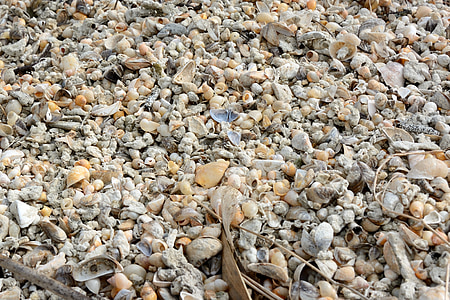 kerang, batu, Pantai, latar belakang, tekstur, pola, struktur