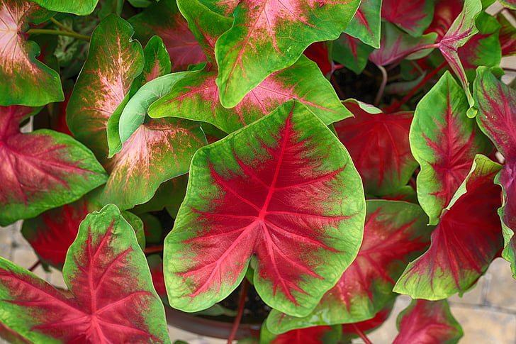 Caladium, vermelho, verde, exuberante, saudável, planta, natural