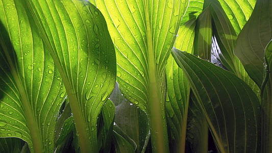 hojas, húmedo, lluvia, gotas, planta, verde, transparente