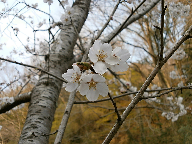 cerezo, árbol de cerezo, flores de cerezo, flor de cerezo, primavera