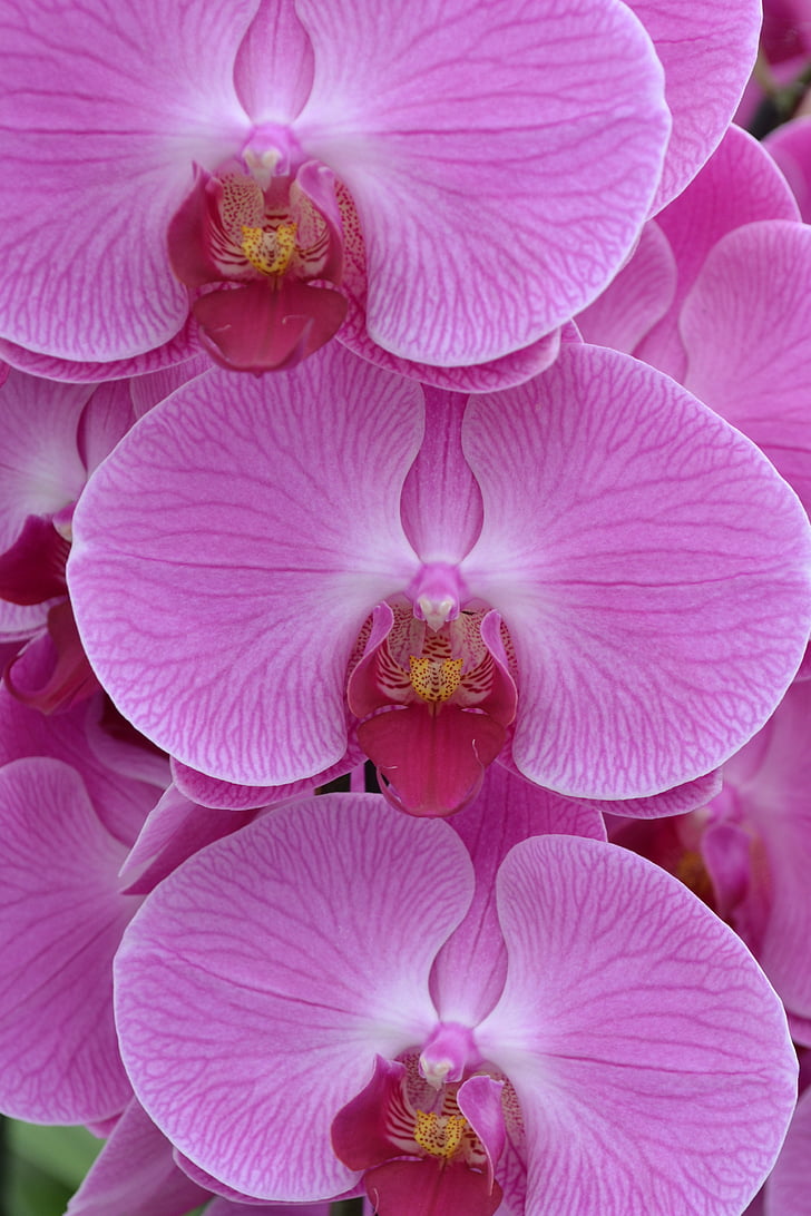 orquídeas, flor, -de-rosa, planta