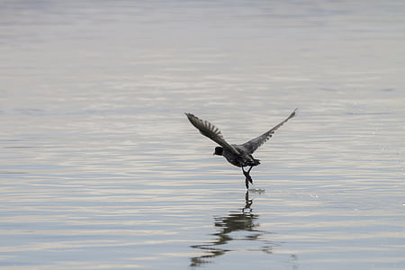 coot, water bird, wing, take off, start, bird, nature