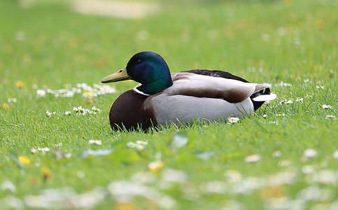 duck, mallard, grass, flowers, bird, waterfowl, male