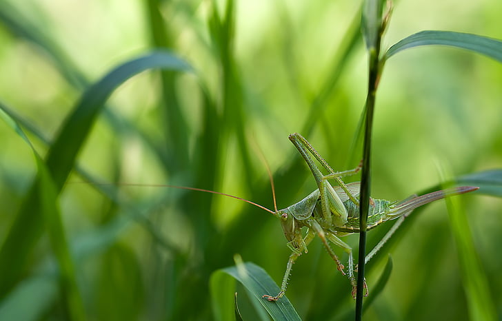 close-up, grass, grasshopper, green, insect, macro, nature