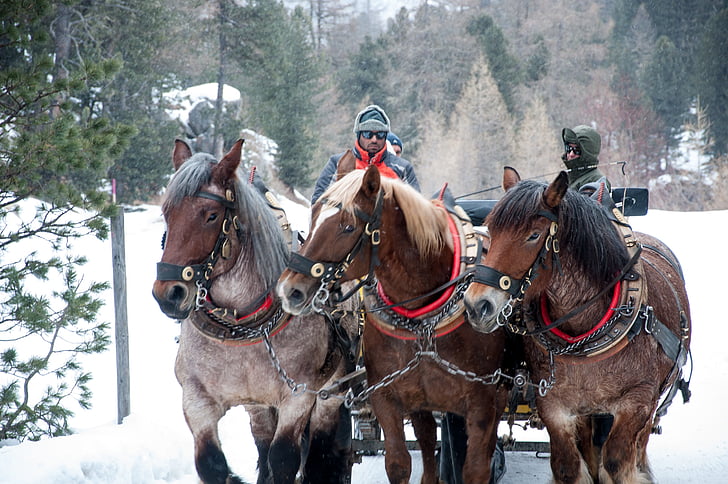 Engadine, slaida, Ziemas ainava, zirgi, zirgs, sniega, darba dzīvnieku